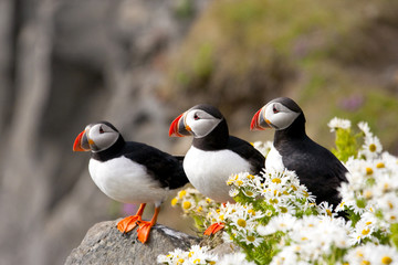 Nature's Sweet Surprises