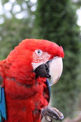 Scarlet Macaw