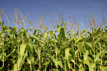 Fototapeta premium Corn field - series
