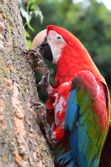 Scarlet Macaw