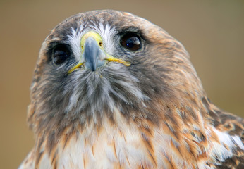 Red tailed hawk