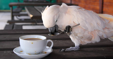 Naklejka premium Cockatoo with a cup of coffee