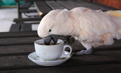 Obraz premium Cockatoo drinking a cup of coffee,