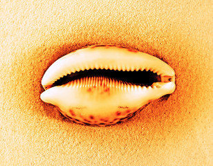 sea shell smile