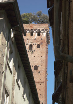 Torre Guinigi - Lucca