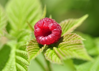 fresh raspberry with leaves