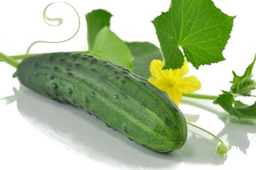cucumber with leaves and flower