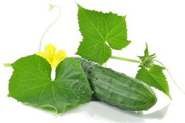 fresh cucumber with leaves