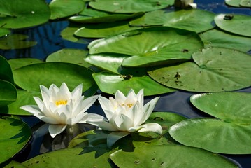two white lilies