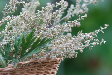 Gemeiner Beifuß (Artemisia vulgaris ) Heilpflanze