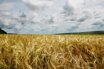 Fototapeta na wymiar Beautiful summer landscape with a golden wheat