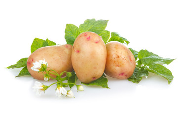 Heap of ripe potatoes vegetable with green leafs