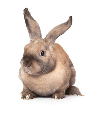 Obraz premium Rabbit with raised ears.