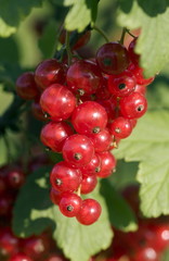 Red currant