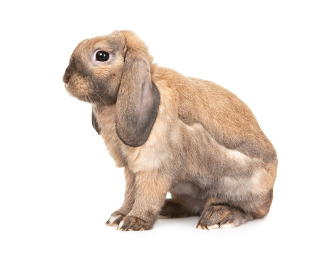 Dwarf lop-eared rabbit breeds Ram.