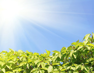 clear blue sky with green plant