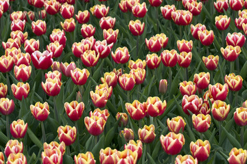 Fields of tulips