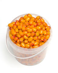 Sea buckthorn2