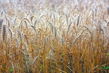 Fototapeta premium Getreide