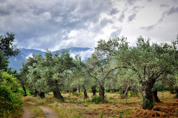 Zeytin Bahçesi