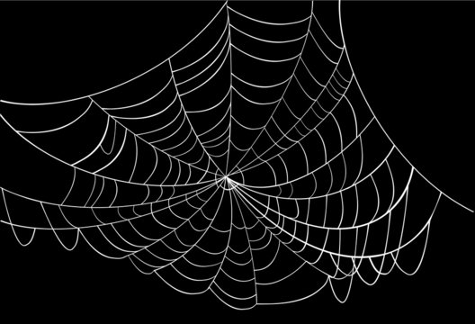 white spider web on black