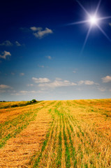 Harvest of wheat and stubble by summertime.