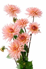 pink dahlias