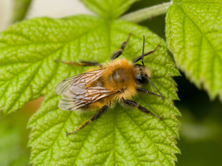 Bee