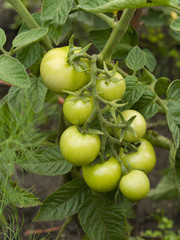 Green tomatoes