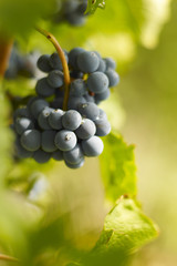 Merlot