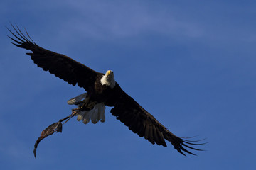 Amercian Bald Eagle