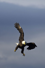 American Bald Eagle