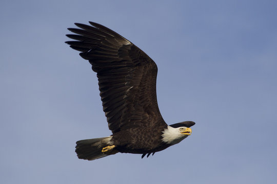 Amercian Bald Eagle
