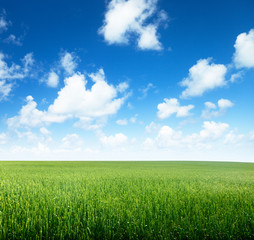 field of rye and sunny day