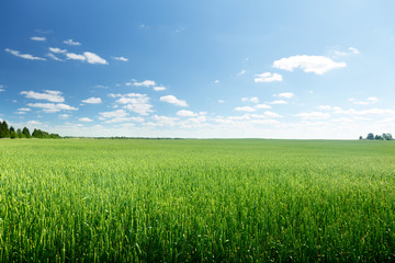 field of rye and sunny day