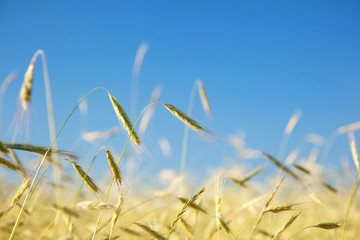 Obraz premium field of rye and sunny day