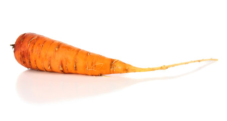 carrot