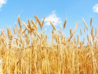 A field of mature wheat.