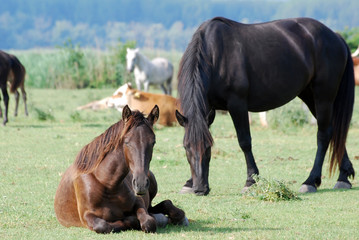 brown horse lying on pasture