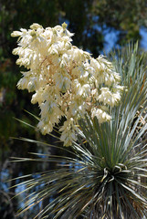 Fleurs blanches de yucca
