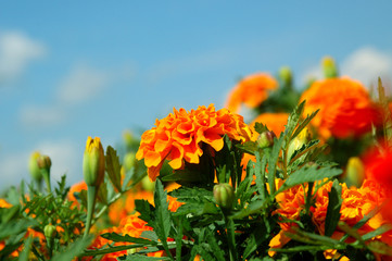 Orange marigold in blue sky background