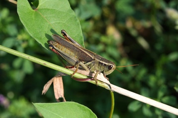 Red-legged Grasshopper