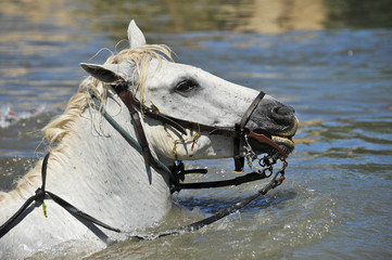cheval camargue à l'eau © cynoclub