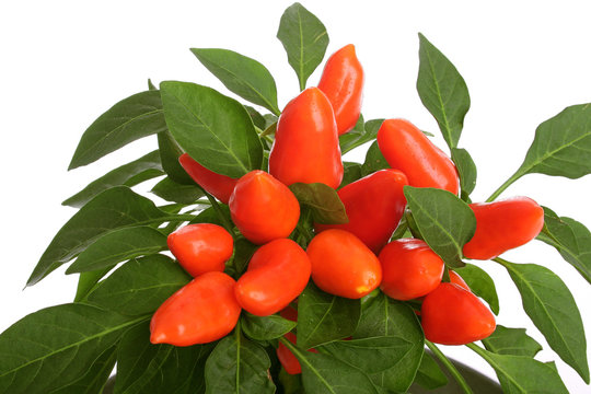 Chilli Pfeffer Schoten