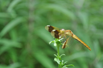 Dragonfly＠トンボ