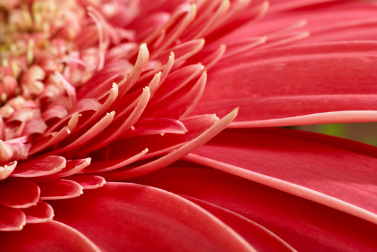 gerbera