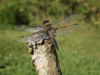 Dragonfly