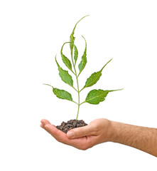 sprout in palm as a symbol of nature protection