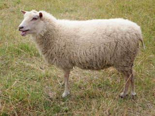 Naklejka na ściany i meble Domestic Sheep