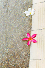 Red and white plumeria flowers